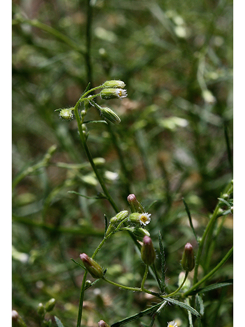 Conyza ramosissima (Dwarf horseweed) #88557