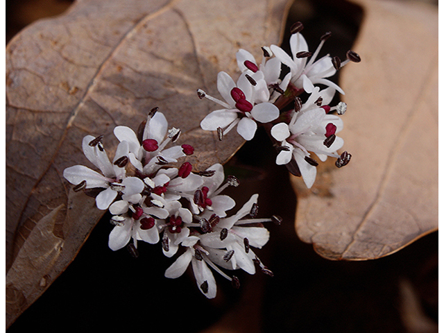 Erigenia bulbosa (Harbinger of spring) #88569