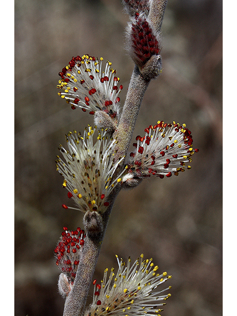 Salix humilis (Prairie willow) #88575