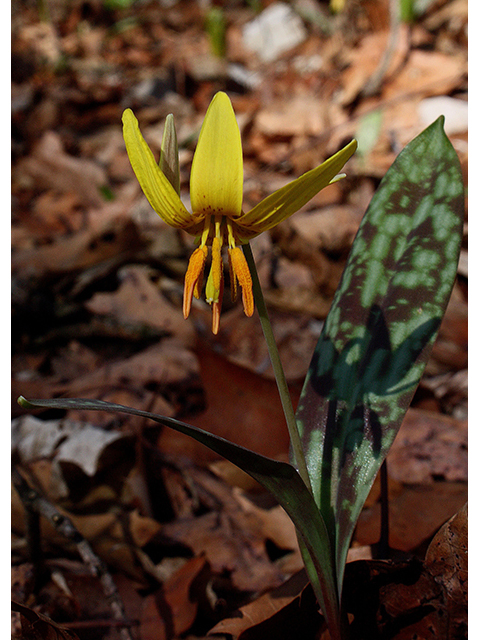 Erythronium americanum (Yellow trout-lily) #88578