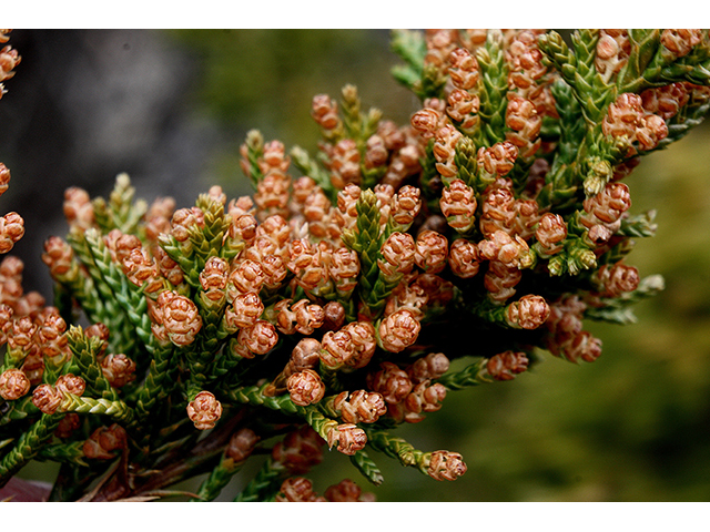 Juniperus virginiana (Eastern red cedar) #88580