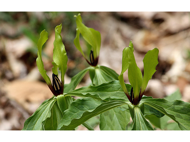 Trillium lancifolium (Lanceleaf wake-robin) #88591
