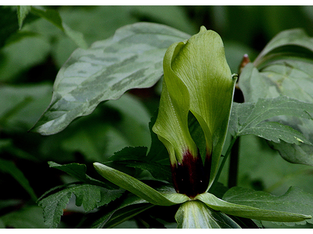 Trillium lancifolium (Lanceleaf wake-robin) #88596