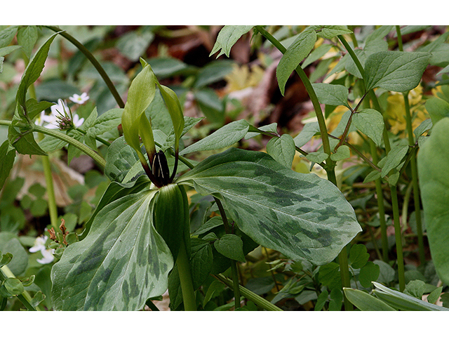Trillium lancifolium (Lanceleaf wake-robin) #88598