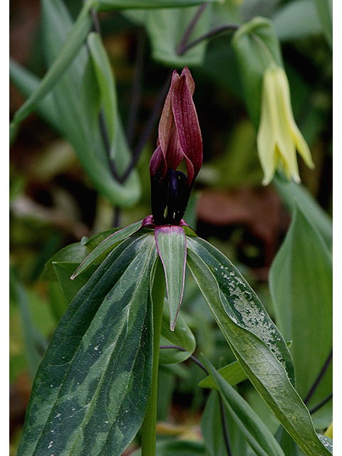 Trillium lancifolium (Lanceleaf wake-robin) #88604