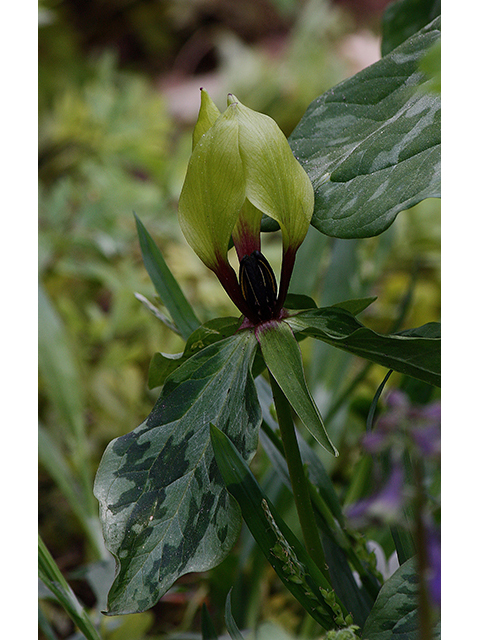Trillium lancifolium (Lanceleaf wake-robin) #88605