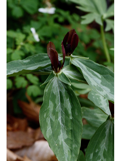 Trillium lancifolium (Lanceleaf wake-robin) #88612