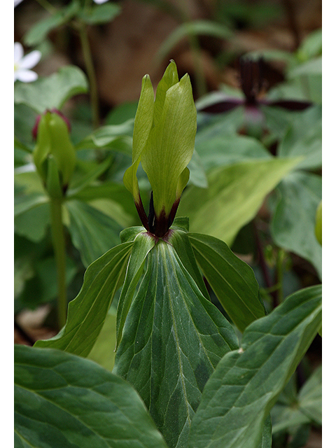 Trillium lancifolium (Lanceleaf wake-robin) #88613