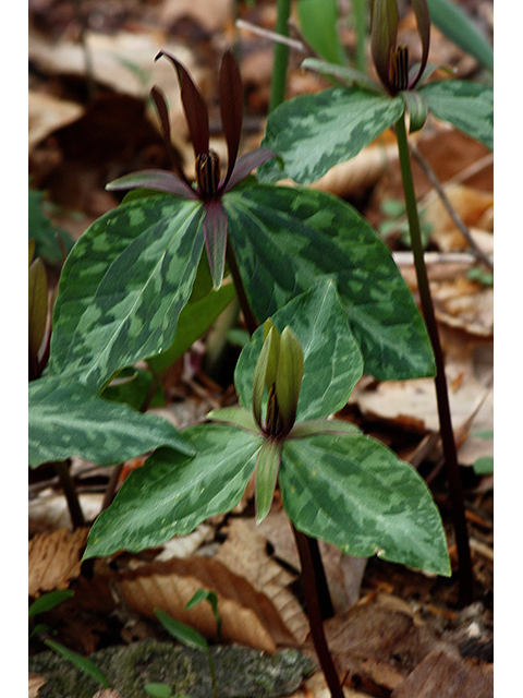 Trillium ludovicianum (Louisiana wakerobin) #88614