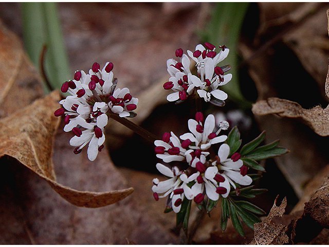 Erigenia bulbosa (Harbinger of spring) #88622
