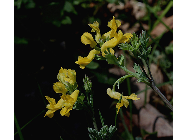 Corydalis flavula (Yellow fumewort) #88628