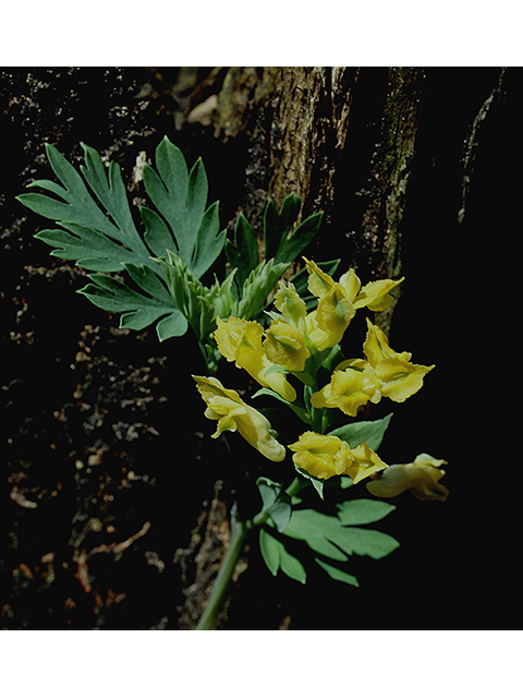 Corydalis flavula (Yellow fumewort) #88632
