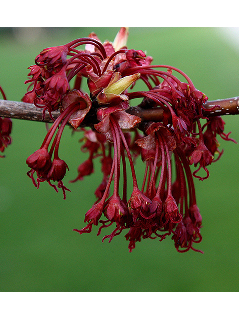 Acer rubrum (Red maple) #88634