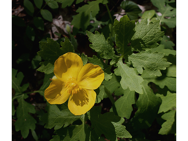 Stylophorum diphyllum (Celandine poppy) #88642