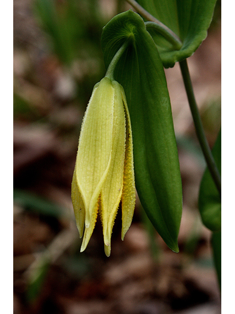 Uvularia perfoliata (Perfoliate bellwort) #88648