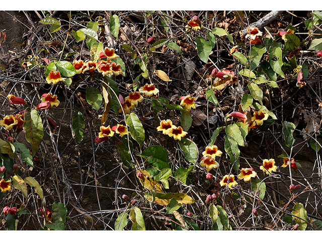 Bignonia capreolata (Crossvine) #88653