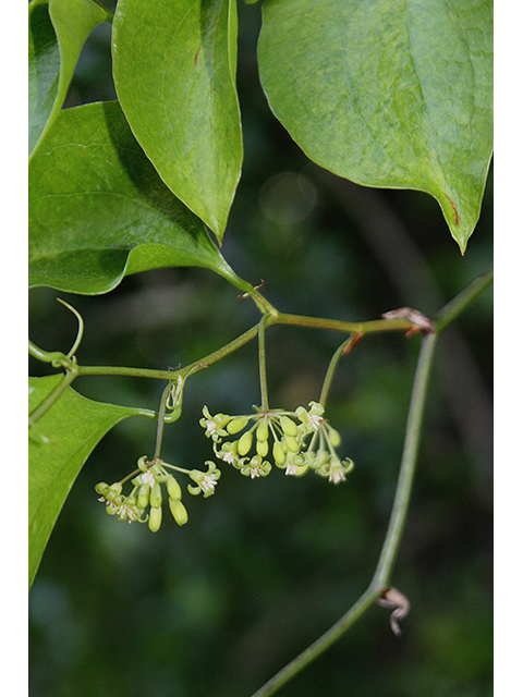 Smilax smallii (Lance-leaf greenbriar) #90222