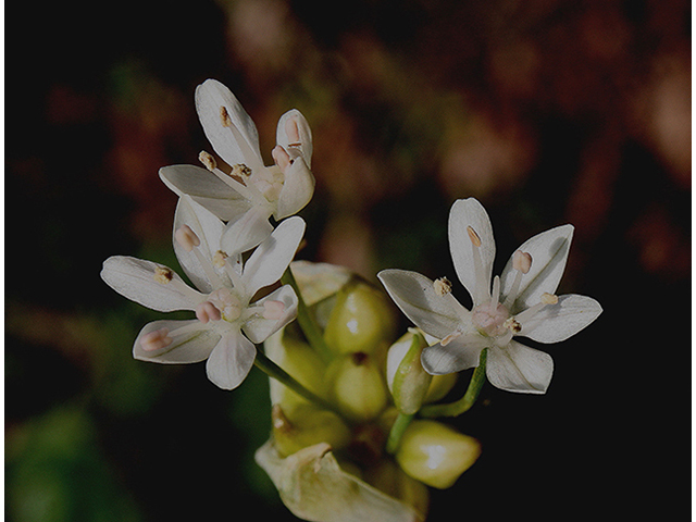 Allium canadense (Meadow garlic) #90224