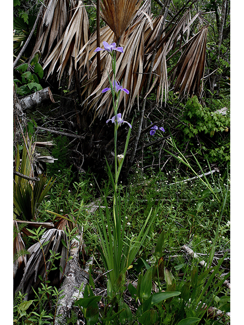 Iris giganticaerulea (Giant blue iris) #90229