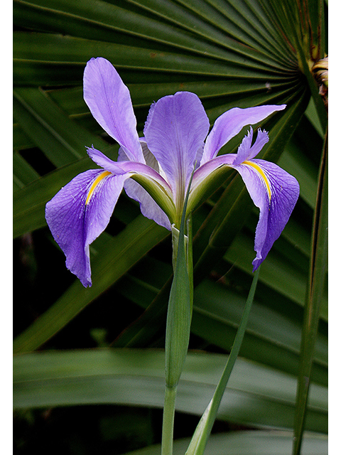Iris giganticaerulea (Giant blue iris) #90232