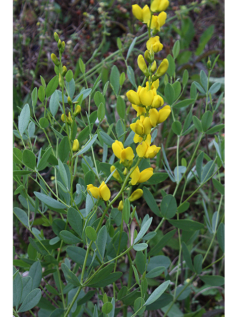 Baptisia sphaerocarpa (Yellow wild indigo) #90251