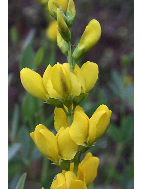 Baptisia sphaerocarpa (Yellow wild indigo) #90252