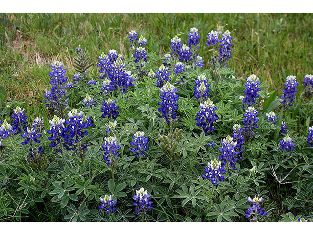 Lupinus texensis (Texas bluebonnet) #90270