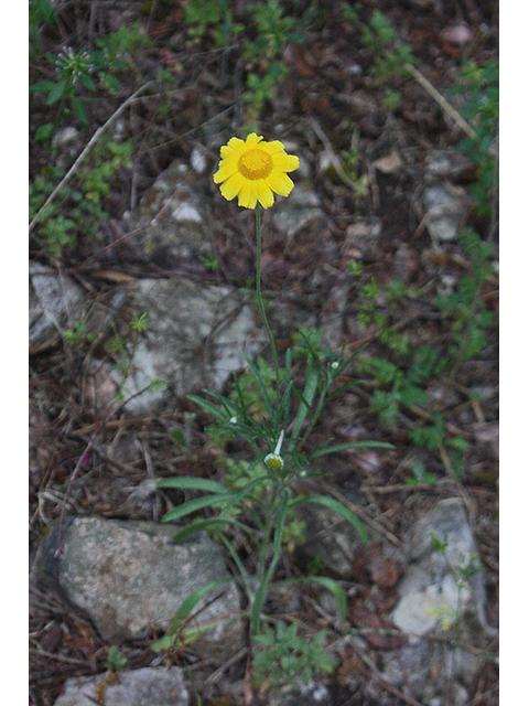 Tetraneuris scaposa (Four-nerve daisy) #90282