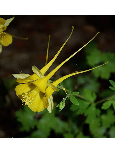 Aquilegia chrysantha (Golden columbine) #90286