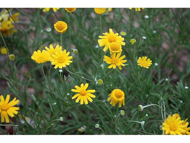 Tetraneuris linearifolia (Fineleaf fournerved daisy) #90293