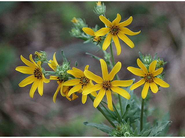 Engelmannia peristenia (Engelmann's daisy) #90298