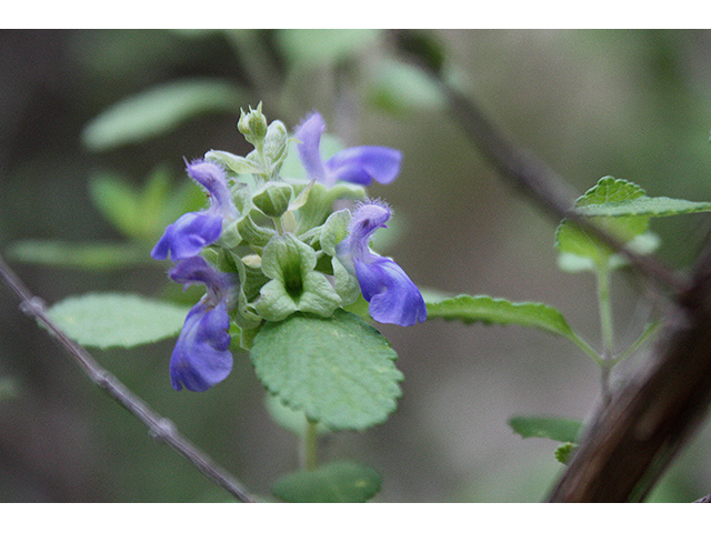 Salvia ballotiflora (Shrubby blue sage) #90303