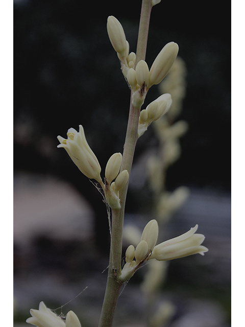 Hesperaloe parviflora (Red yucca) #90312
