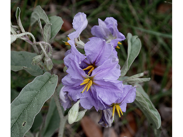 Solanum elaeagnifolium (Silverleaf nightshade) #90328