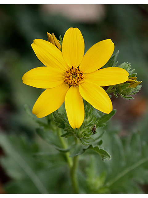 Engelmannia peristenia (Engelmann's daisy) #90335