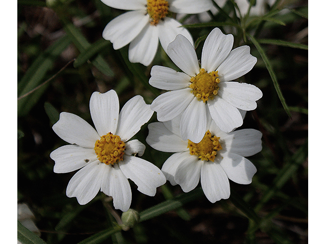 Melampodium leucanthum (Blackfoot daisy) #90342