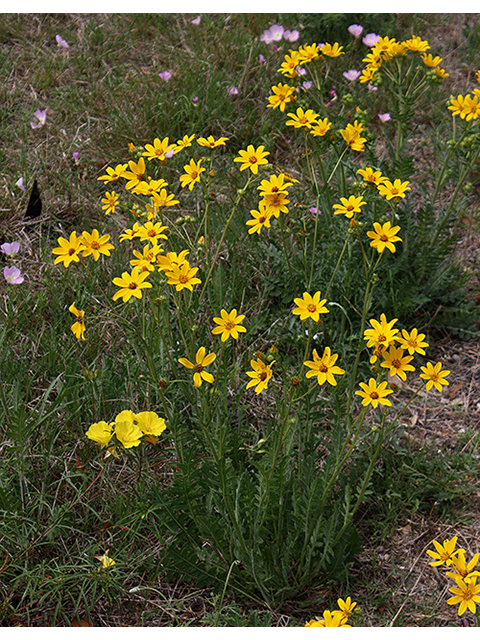 Engelmannia peristenia (Engelmann's daisy) #90344