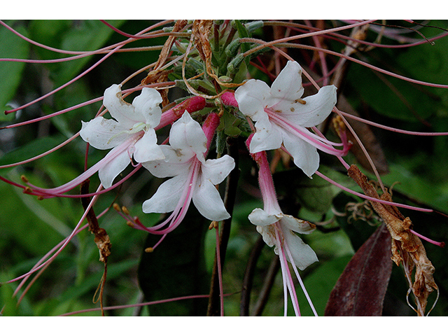 Rhododendron canescens (Mountain azalea) #90360