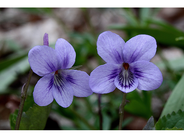 Viola rostrata (Longspur violet) #90364