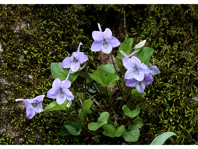 Viola rostrata (Longspur violet) #90365