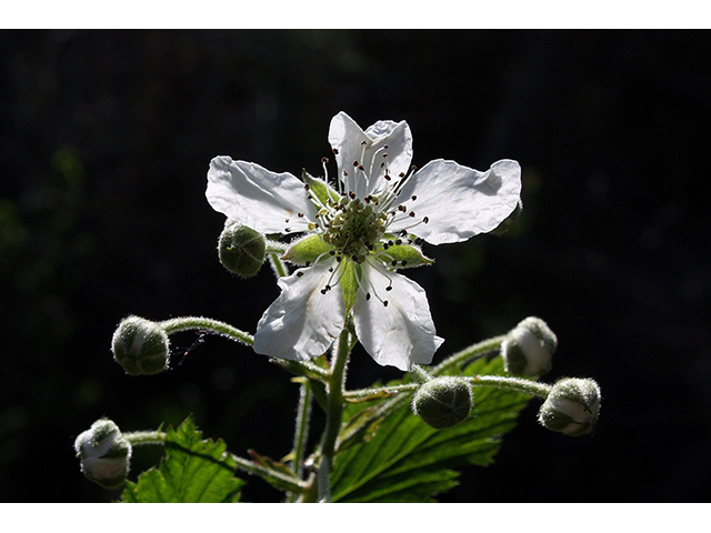 Rubus setosus (Setose blackberry) #90370