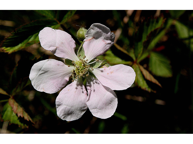 Rubus setosus (Setose blackberry) #90372