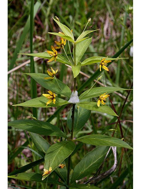 Lysimachia quadrifolia (Whorled yellow loosestrife) #90378