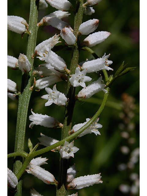 Aletris farinosa (White colicroot) #90391