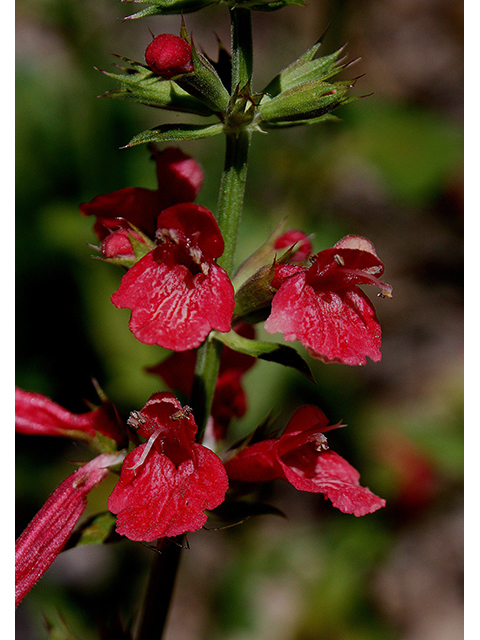 Salvia coccinea (Scarlet sage) #90397
