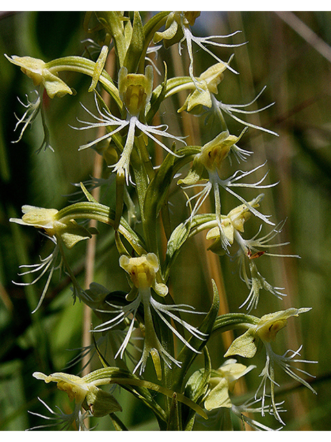 Platanthera lacera (Green fringed orchid) #90400