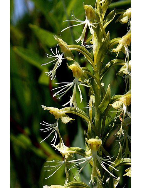 Platanthera lacera (Green fringed orchid) #90403