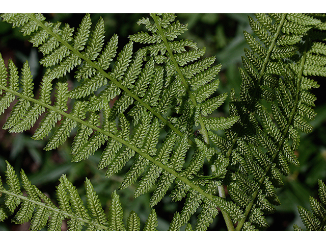 Athyrium filix-femina (Common lady fern) #90406