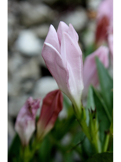Spigelia alabamensis (Purpleflower pinkroot) #90414