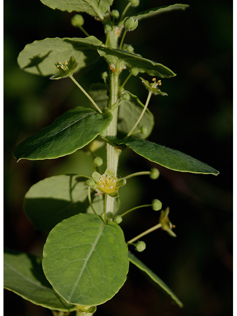 Phyllanthopsis phyllanthoides (Missouri maidenbush) #90416